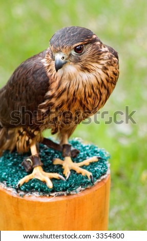 Female Merlin (Falco columbarius) Sits on Perch - focus on eye/beak - captive bird