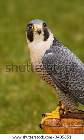 Peregrine Falcon (Falco peregrinus) looks up from perch two - captive bird