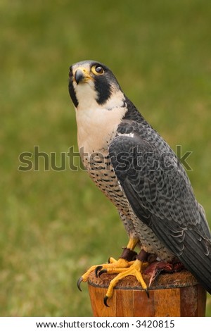 Peregrine Falcon (Falco peregrinus) sits on \