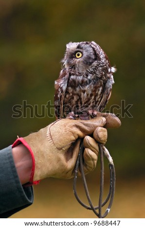 Boreal Owl (Aegolius funereus) On Handler\'s Fist - captive bird