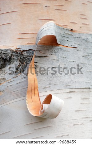 Peeling Birch Bark - focus on background bark and not curl