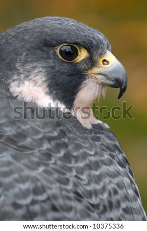 Peregrine Falcon (Falco peregrinus) Looks Over Back - captive bird