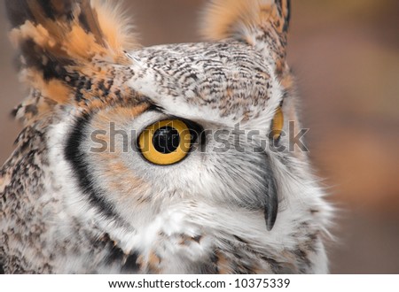 Great Horned Owl (Bubo virginianus) Close Up - captive bird