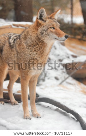 Coyote (Canis latrans) Stands in the Snow - captive animal