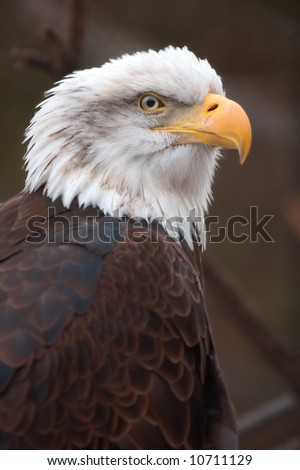Bald Eagle (Haliaeetus leucocephalus) Nature Background - captive bird