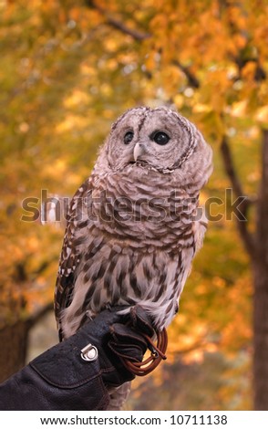 Barred Owl (Strix varia) on Handler\'s Fist against fall colors - captive bird