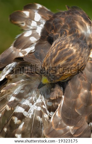 Broad-winged Hawk (Buteo platypterus) Preens Back Feathers - captive bird - motion blur
