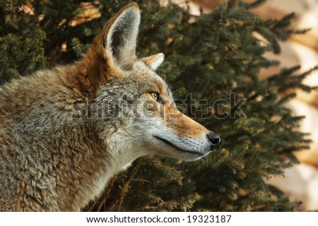 Coyote (Canis latrans) Looks Right - copy space to right - captive animal