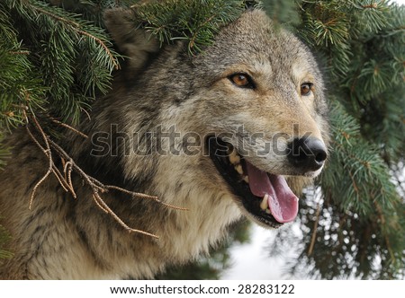 Timber Wolf (Canis lupus) Stick Head out from under Pine Tree - captive animal