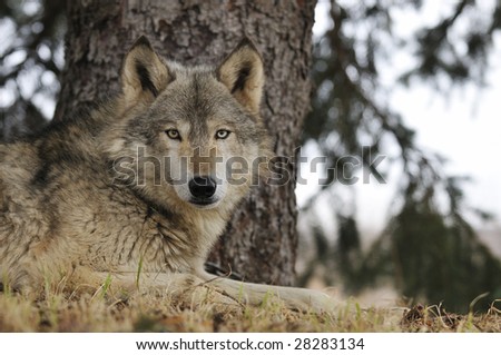 Timber Wolf (Canis lupus) Hangs out under Pine Tree - captive animal