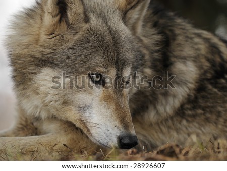 Lying Down Timber Wolf (Canis lupus) Looks Right - captive animal