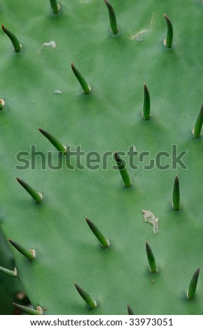 Devil\'s Tongue (Opuntia humifusa) Closeup of pad