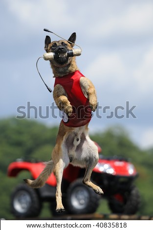 STILLWATER, MN - JULY 26: Power Puma the dog competes in Extreme Vertical jump portion of the Iron Dog competition at the 2009 Dogs & Logs World Championships, July 26, 2009 in Stillwater, Minnesota
