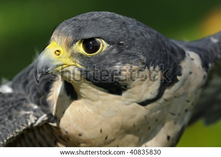 Outstretched Wings Peregrine Falcon (Falco peregrinus) - against green background - captive bird