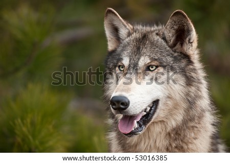 Timber Wolf (Canis lupus) - copy space left - captive animal