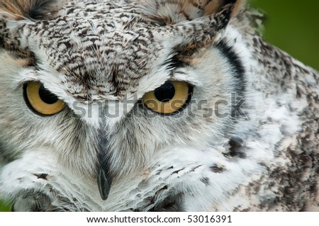 Great Horned Owl (Bubo virginianus) Stare - captive bird - copy space right
