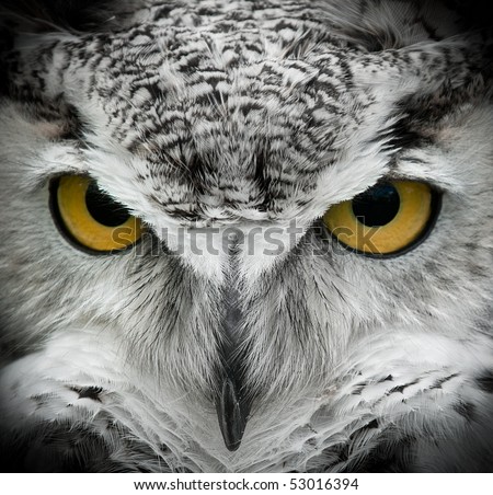 Great Horned Owl (Bubo virginianus) Intense Stare - captive bird