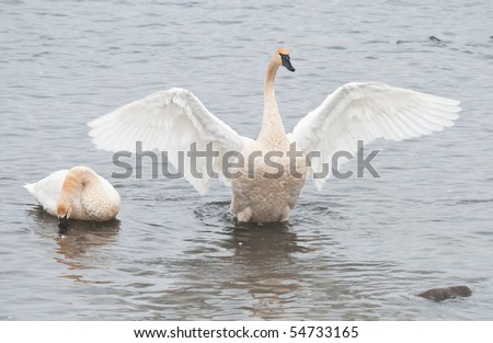 trumpeter swan book. Gill, trumpeter swan term