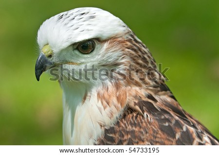 Krider\'s Hawk (Buteo jamaicensis) Against Green - captive bird