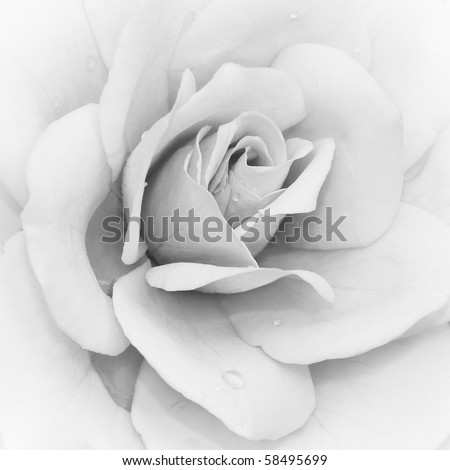 Iceberg Rose (Rosa) - Floribunda in black & white