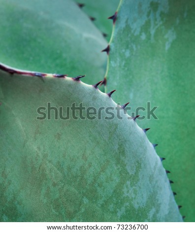 stock photo Agave Close Up Agavoideae tight focus on spines