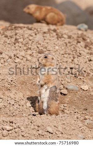 Prairie Dog (Cynomys ludovicanus) Stands - second Prairie Dog in background