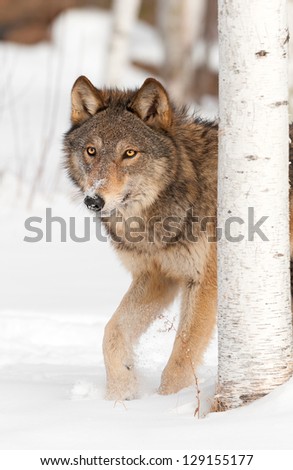 Grey Wolf (Canis lupus) Walks from Behind Birch Tree - captive animal