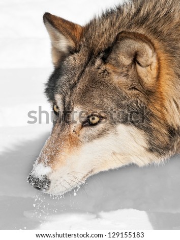 Grey Wolf (Canis lupus) Head with Snow - captive animal
