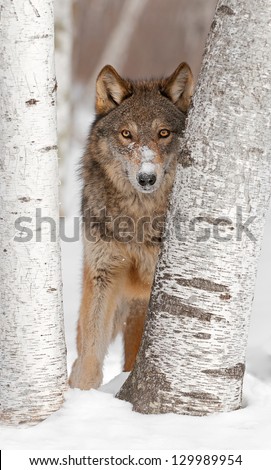 Grey Wolf (Canis Lupus) Looks Between Two Birch Trees - Captive Animal