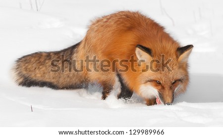Red Fox (Vulpes vulpes) Enjoys a Snack in the Snow - captive animal