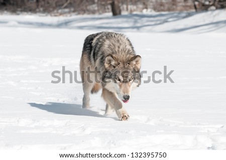 Grey Wolf (Canis lupus) Runs Along Snowy Riverbed with Tongue Out - captive animal