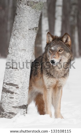 Grey Wolf (Canis lupus) Peers around Birch Tree - captive animal
