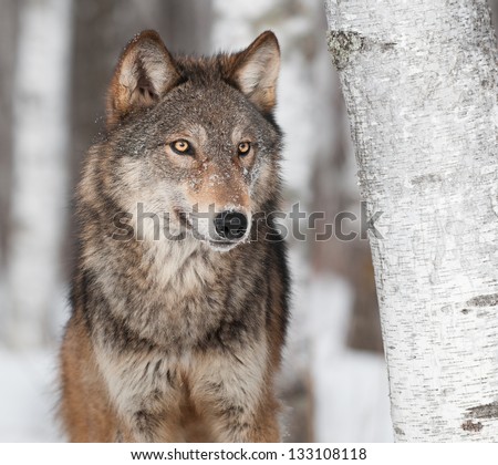 Grey Wolf (Canis Lupus) By Birch Tree - Captive Animal