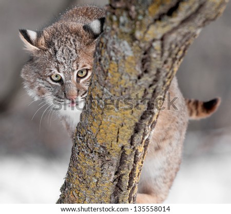 Bobcat (Lynx rufus) Sticks Out Tongue Behind Branch - captive animal
