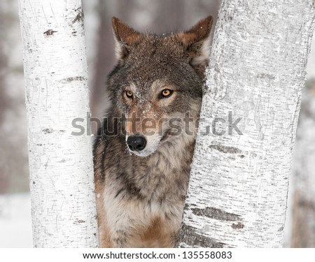 Grey Wolf (Canis lupus) Ears Back Between Trees - captive animal