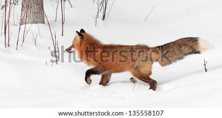 Red Fox (Vulpes vulpes) Trots Left with Tail Up - captive animal