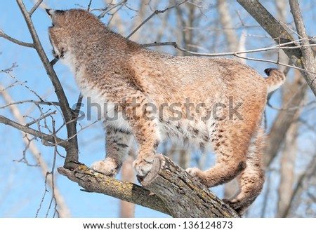 Bobcat (Lynx rufus) in Tree with Back Turned - captive animal
