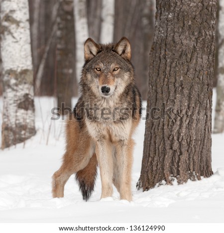 Grey Wolf (Canis Lupus) Looks Forward - Captive Animal