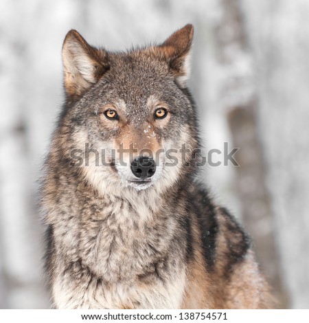 Grey Wolf (Canis lupus) with One Ear Back - captive animal