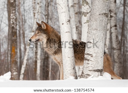 Grey Wolf (Canis lupus) Stands Looking Left - captive animal