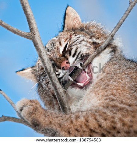 Bobcat (Lynx rufus) Chews on Branch - captive animal