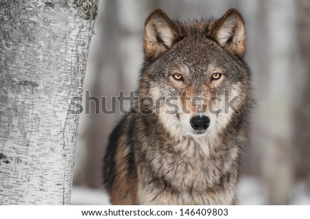 Grey Wolf (Canis lupus) Next to Birch Tree - captive animal