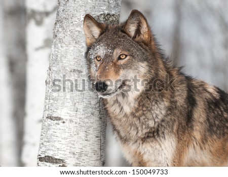 Grey Wolf (Canis lupus) by Single Birch Tree - captive animal