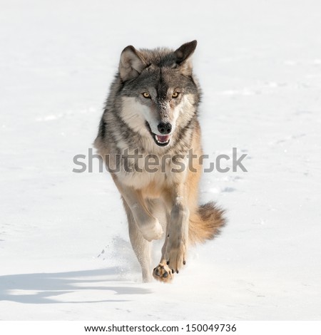 Grey Wolf (Canis lupus) Running Straight at Viewer - captive animal