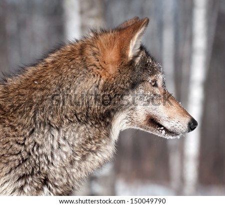 Grey Wolf (Canis lupus) Profile - captive animal