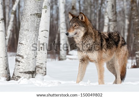 Grey Wolf (Canis Lupus) Stands Towards Left - Captive Animal