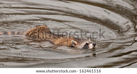 Raccoon (Procyon lotor) Swims Right - captive animal