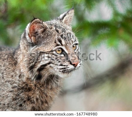 Bobcat Kitten (Lynx rufus) Looks Right Closeup - captive animal