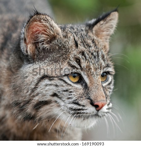 Bobcat (Lynx rufus) Looks Right Closeup - captive animal