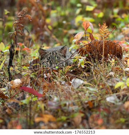 Bobcat Kitten (Lynx rufus) Lies Hidden in the Grass - captive animal